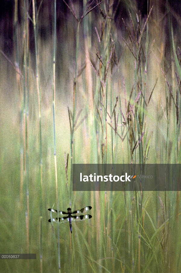 Libélula de Skimmer (Libellula pulchella) doce manchas en pasto Bluestem grande (Schizachyrium scopa