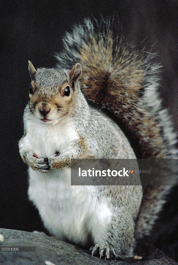 Este retrato de la ardilla gris (Sciurus carolinensis), Minnesota