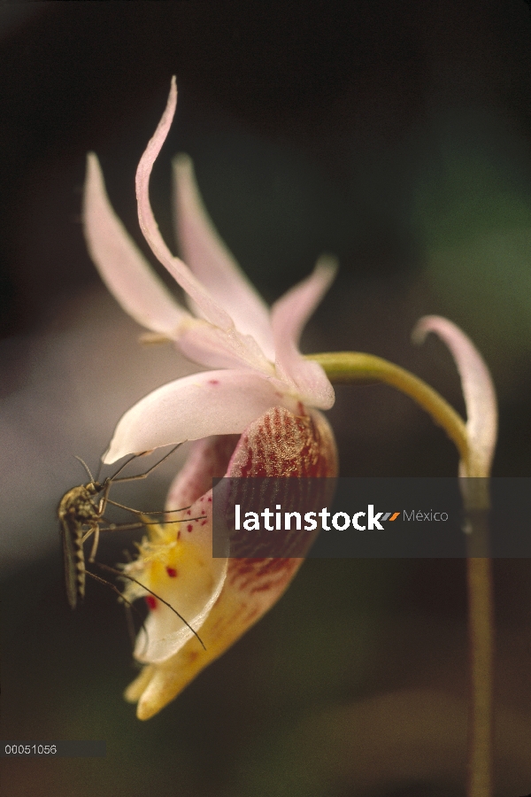 Mosquito de pantano de invierno (Culiseta inornata) en orquídeas zapatilla de hadas (Calypso bulbosa