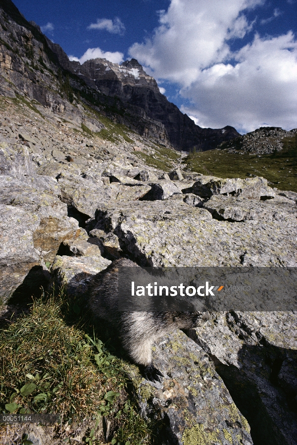 Marmot canoso (caligata de Marmota) tomando el sol en una roca, montañas rocosas, Canadá