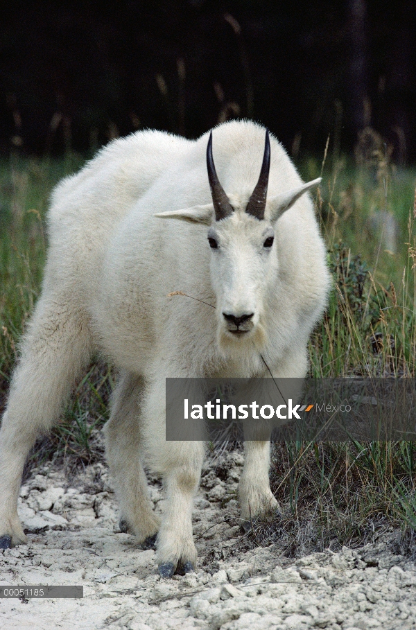 Retrato de cabra de la montaña (Oreamnos americanus), Canadá