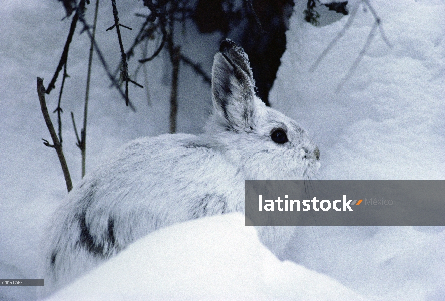 Raquetas de nieve liebres (Lepus americanus) camuflados en nieve, Minnesota