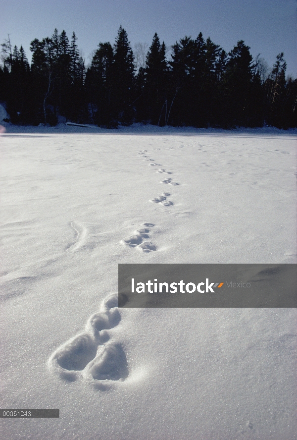 Liebres de la raqueta (Lepus americanus) pistas en nieve, Minnesota