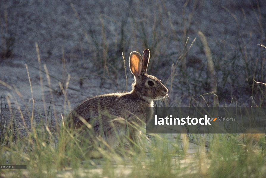 Conejo conejo (Sylvilagus aquaticus) en pasto, América del norte