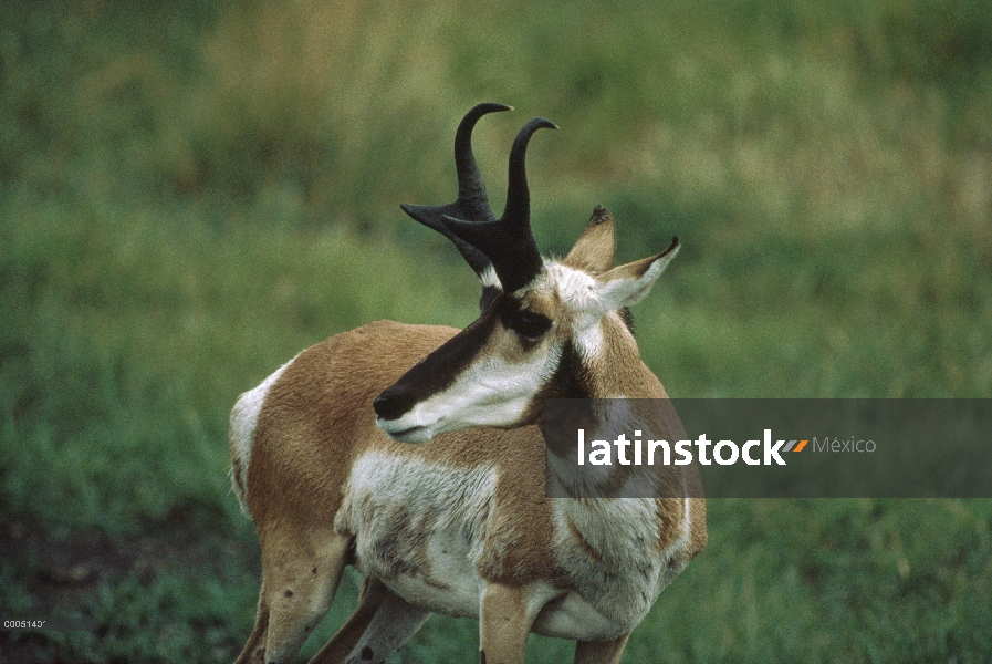 Retrato de antílope de pronghorn (Antilocapra americana), Dakota del sur