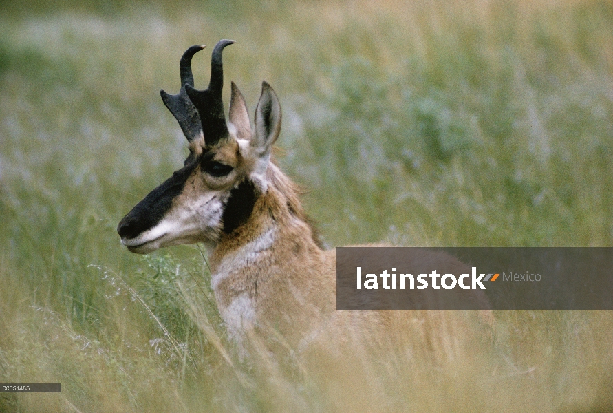 Antílope de pronghorn (Antilocapra americana) descansando en la hierba, Dakota del sur