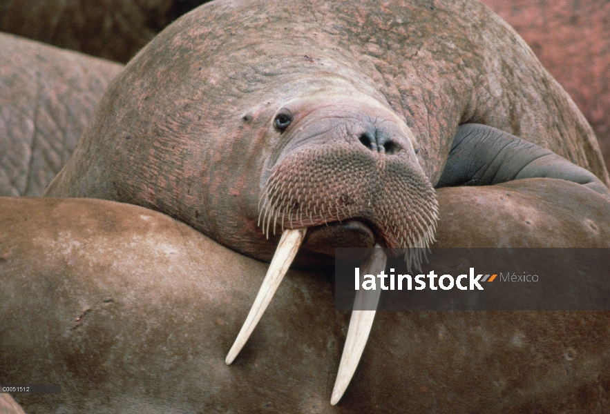 Walrus Pacífico (Odobenus rosmarus divergens) en descanso en Colonia, Alaska