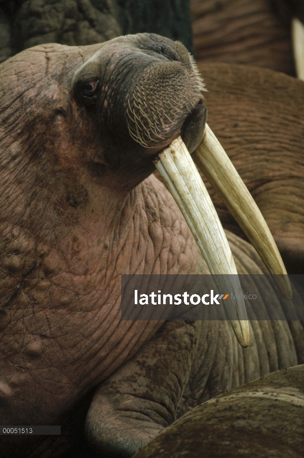 Retrato de morsa del Pacífico (Odobenus rosmarus divergens) en la colonia grande, Alaska