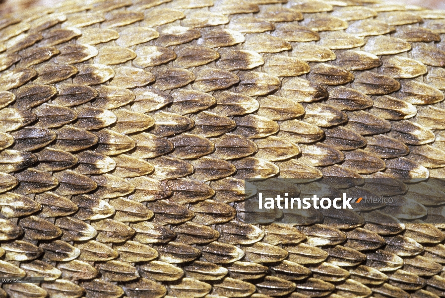 Piel de serpiente de cascabel (Crotalus sp), América del norte