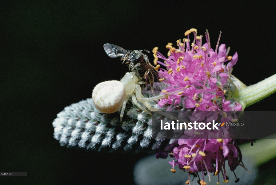 Elegante araña del cangrejo (Xysticus elegans) captura de mosca, Norte América