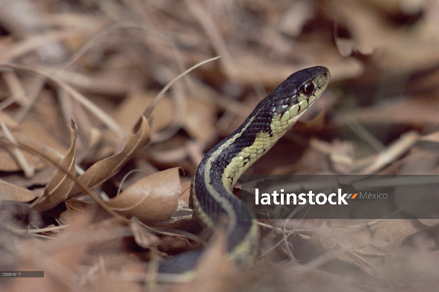 Común serpiente de Jarretera (Thamnophis sirtalis) en medio de la hojarasca, Minnesota