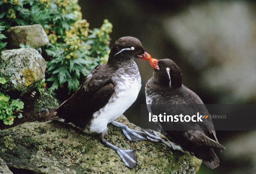 Par de Perico bigotuda (psittacula Cyclorrhynchus) en el saliente rocoso, Alaska