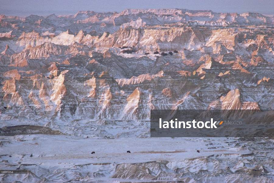 Bisonte americano (bisonte del bisonte) en Badlands, Dakota del sur