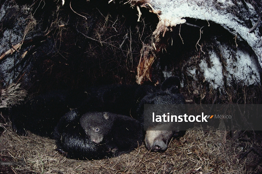 Oso negro (Ursus americanus) madre hibernando con cub, Minnesota