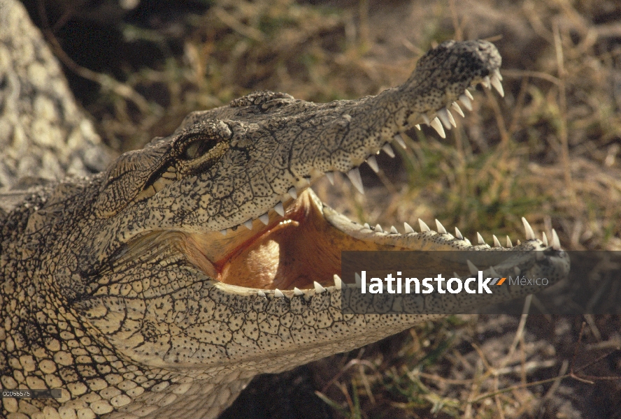 Cocodrilo del Nilo (Crocodylus niloticus), termorregulación, Namibia