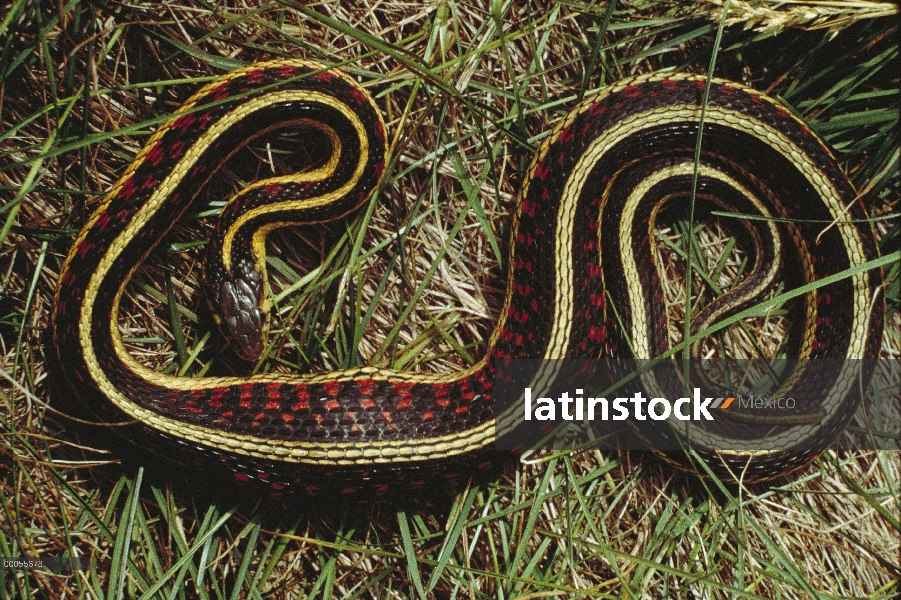 Común serpiente de Jarretera (Thamnophis sirtalis) con un vientre lleno después de comer, Minnesota