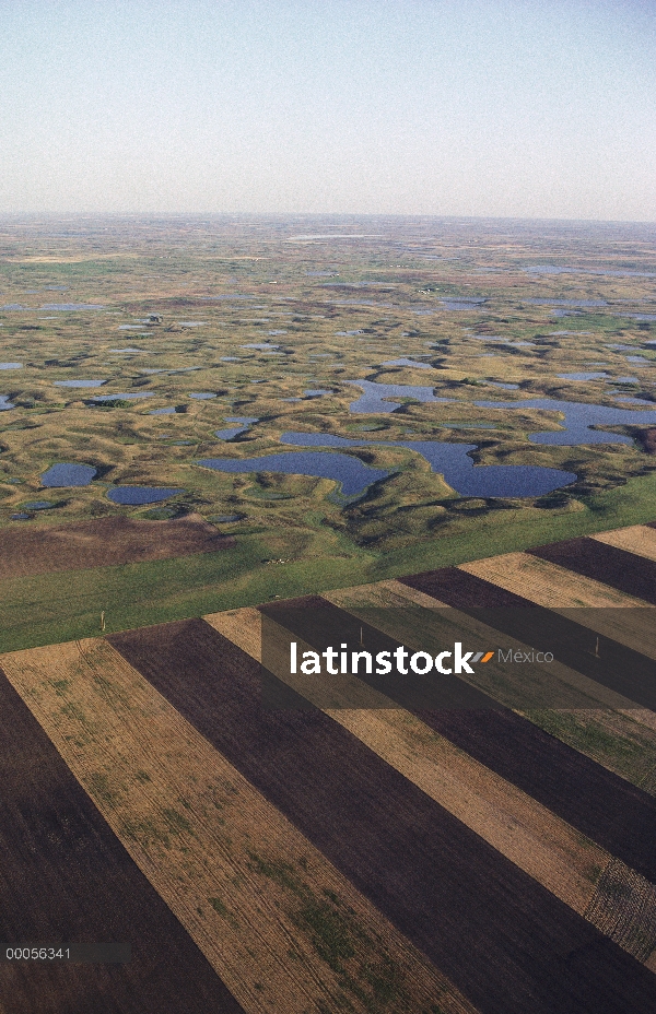 Tierras de labrantío invaden baches de pradera, Dakota del norte