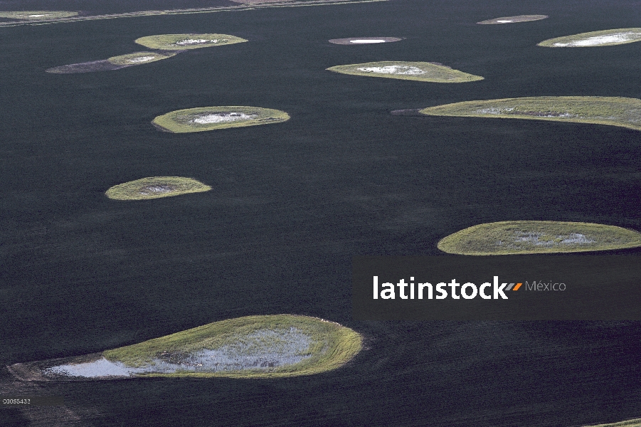 Baches de la pradera y el hábitat de anidación de aves acuáticas críticas que proporcionan, dañado p