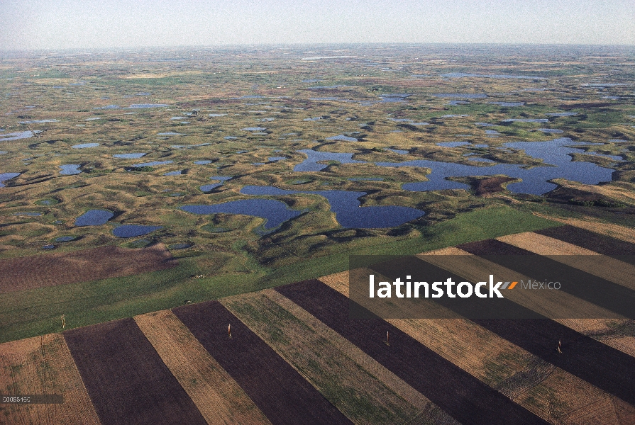 Tierras de labrantío invaden baches de pradera, Dakota del norte