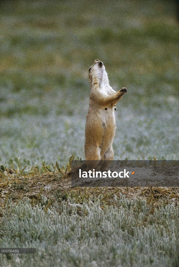 Perro negro-atado de la pradera (ludovicianus de Cynomys) ladrando mientras está parado en la cima d