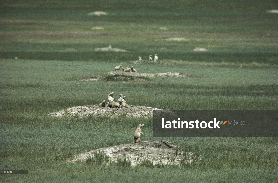 Cola negra de perro de la pradera (ludovicianus de Cynomys) ciudad con animales cerca de madrigueras