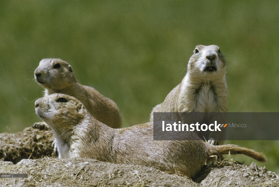 Trío de perro de la pradera (ludovicianus de Cynomys) negro-cola en la entrada de la madriguera, Dak