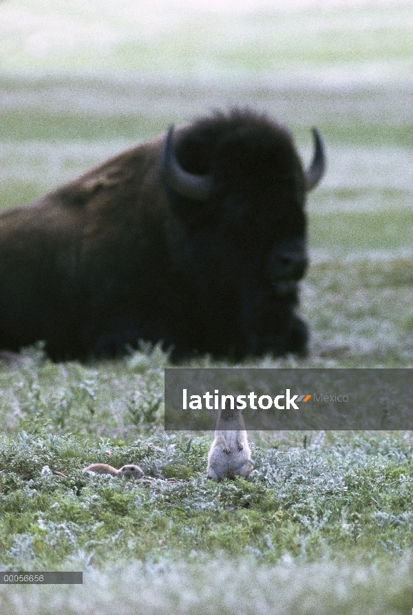 Par de perrito de las praderas (Cynomys sp) y Bisonte americano (bisonte del bisonte) en la ciudad d