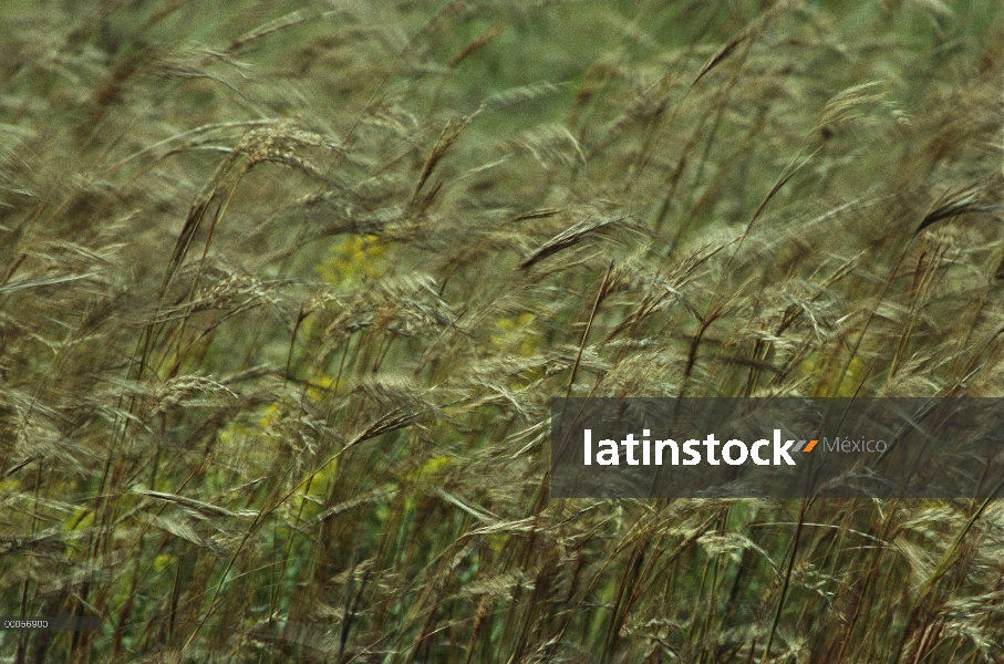 Gran pasto Bluestem (Andropogon gerardii) soplando en el viento, una parte importante del ecosistema