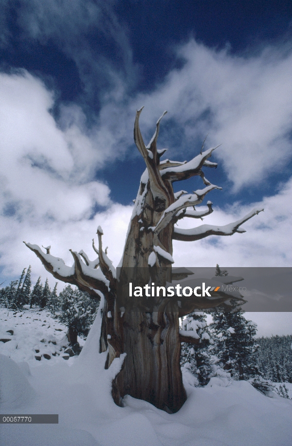 Árbol de Great Basin Bristlecone Pine (Pinus longaeva) en la nieve, el Parque Nacional Gran Cuenca, 