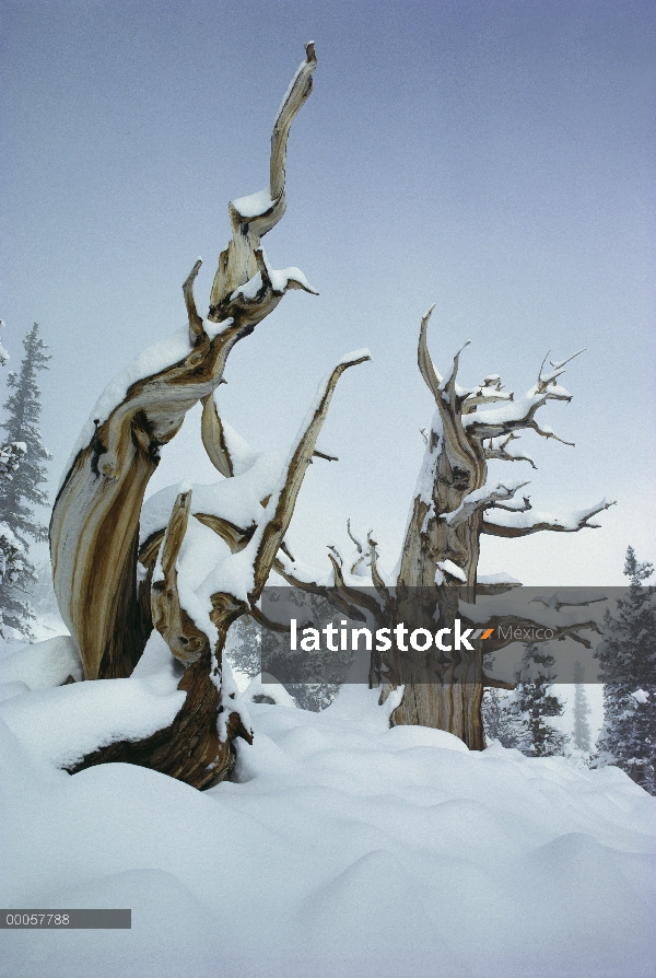 Great Basin Bristlecone Pine (Pinus longaeva) árboles en la nieve, el Parque Nacional Gran Cuenca, N