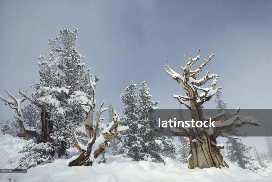 Great Basin Bristlecone Pine (Pinus longaeva) árboles en la nieve, el Parque Nacional Gran Cuenca, N