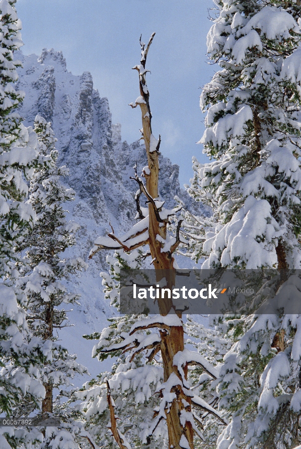 Great Basin Bristlecone Pine (Pinus longaeva) árboles en la nieve, el Parque Nacional Gran Cuenca, N