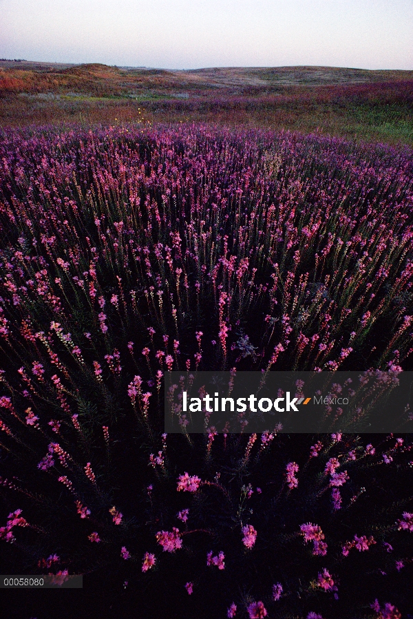 Thickspike Gayfeather (Liatris pycnostachya) florece en la pradera, Iowa