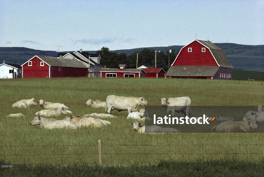 Manada de ganado doméstico (Bos taurus) descansando en campo en la granja, Minnesota