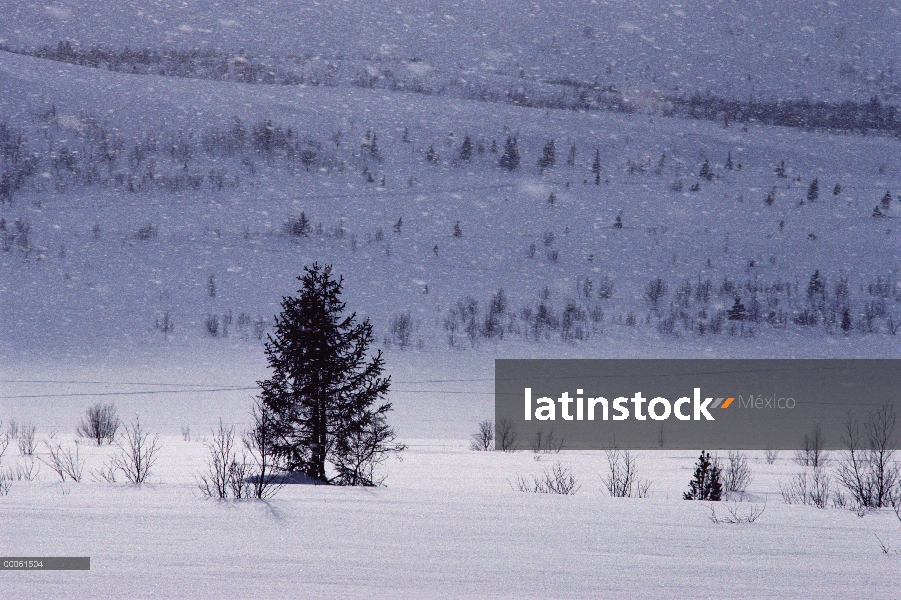 Pino (Pinus sp) en paisaje nevado, Noruega