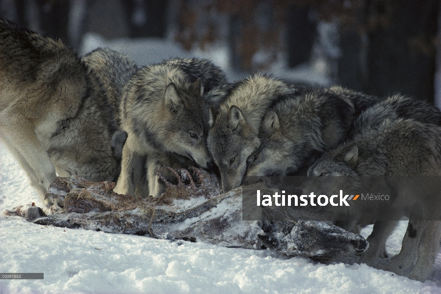 Paquete de lobo (Canis lupus) de alimentación en el canal de venado, Minnesota