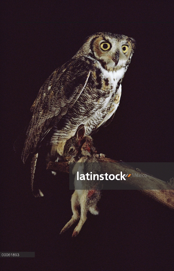 Gran Horned Owl (Bubo virginianus) con el conejo que ha capturado, Minnesota