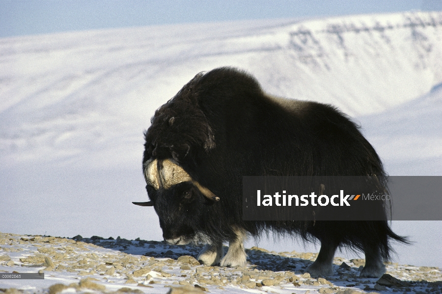 Buey almizclero (Ovibos moschatus) de pie sobre la nieve cubre las rocas en el hábitat de la tundra,