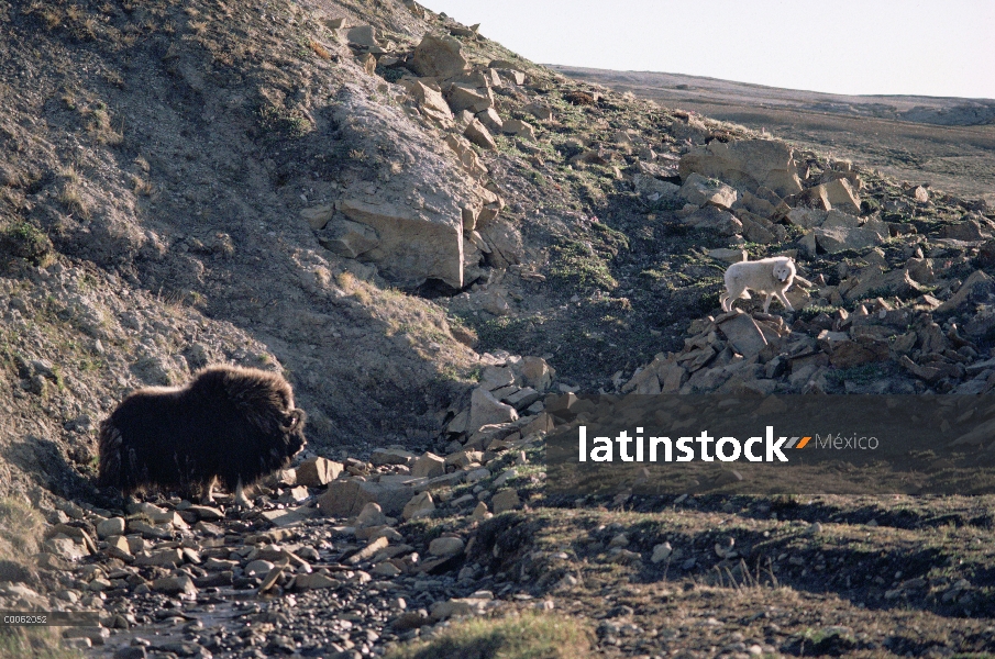 Buey almizclero (Ovibos moschatus) mirando hacia abajo de un lobo Ártico (Canis lupus), isla de Elle