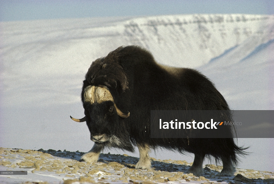 Buey almizclero (Ovibos moschatus) en rocas nevadas, isla de Ellesmere, Nunavut, Canadá