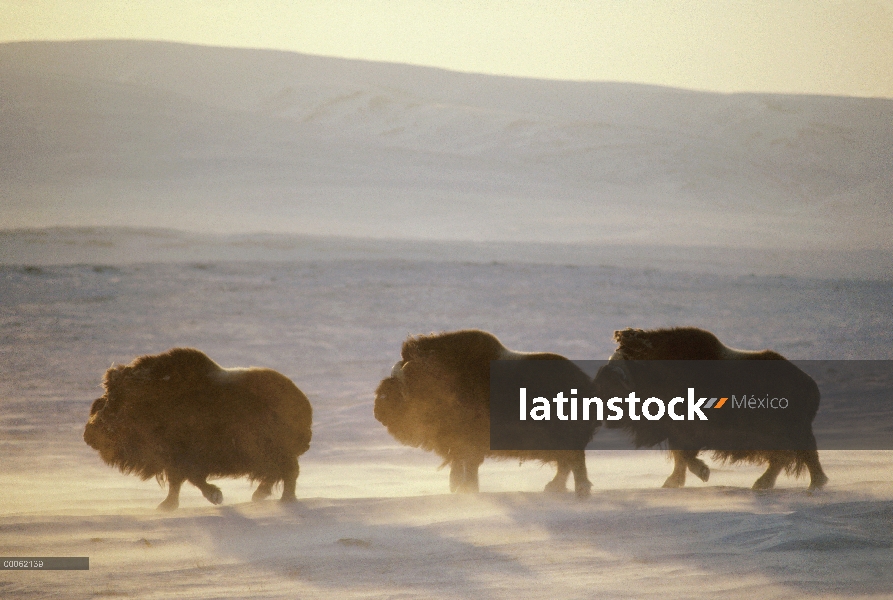 Trío de buey almizclero (Ovibos moschatus) cruzan la tundra helada, isla de Ellesmere, Nunavut, Cana