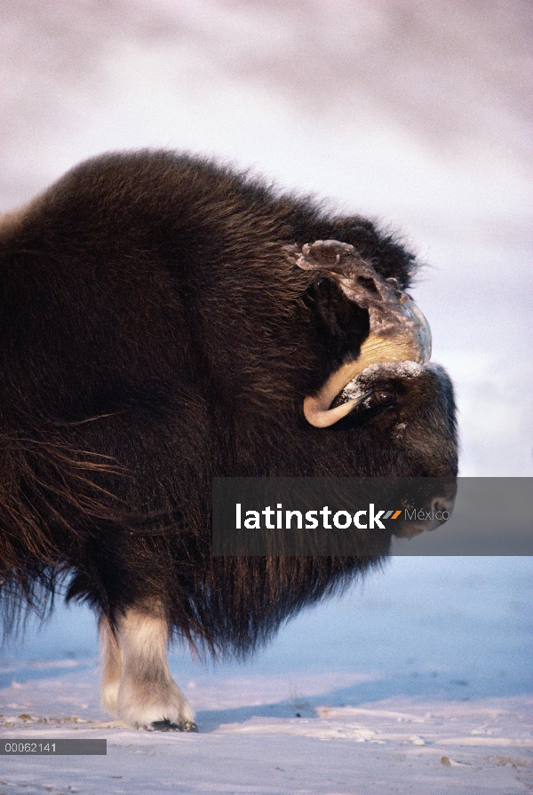 Retrato de buey almizclero (Ovibos moschatus), isla de Ellesmere, Nunavut, Canadá