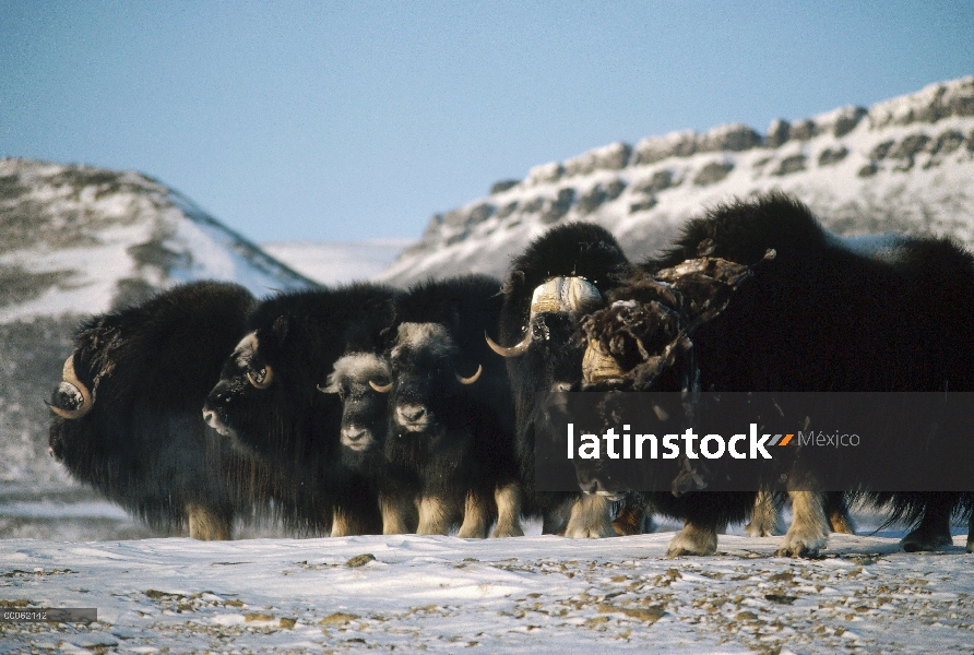 Buey almizclero (Ovibos moschatus) de la manada en formación defensiva, isla de Ellesmere, Nunavut, 