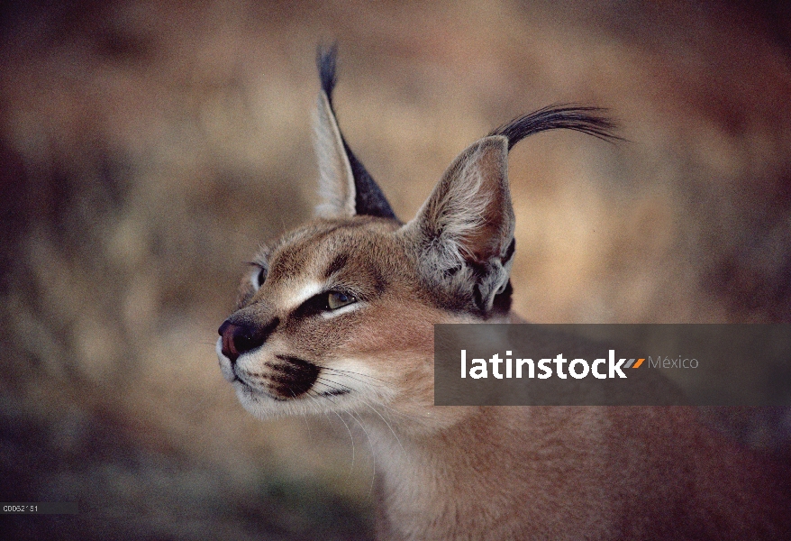 Retrato de Caracal (caracal Caracal), Namibia