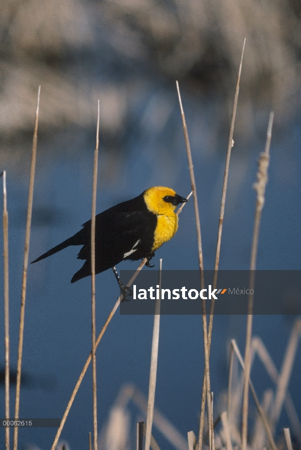 Macho de mirlo (Xanthocephalus xanthocephalus) cabeza amarilla perchando en Cañas, América del norte