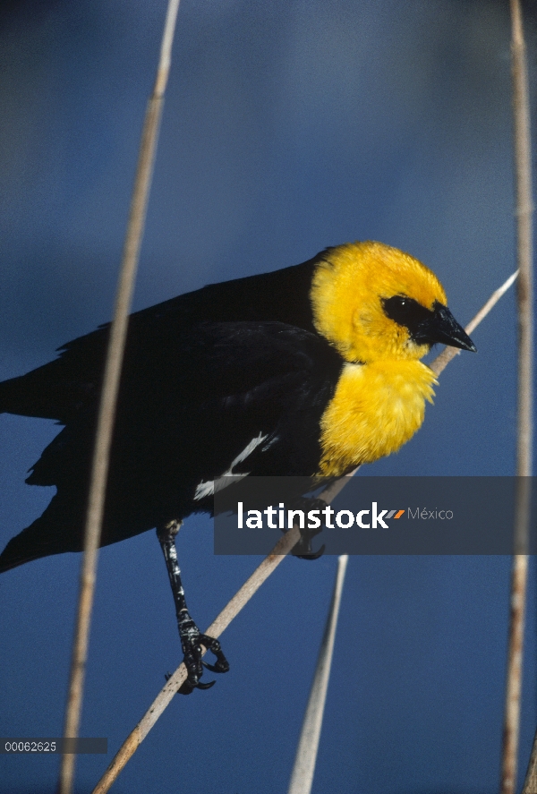 Macho de mirlo (Xanthocephalus xanthocephalus) cabeza amarilla perchando en Cañas, América del norte