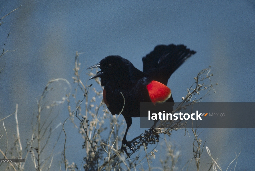 Mirlo de alas rojas (phoeniceus de Agelaius) masculino en pantalla territorial, América del norte