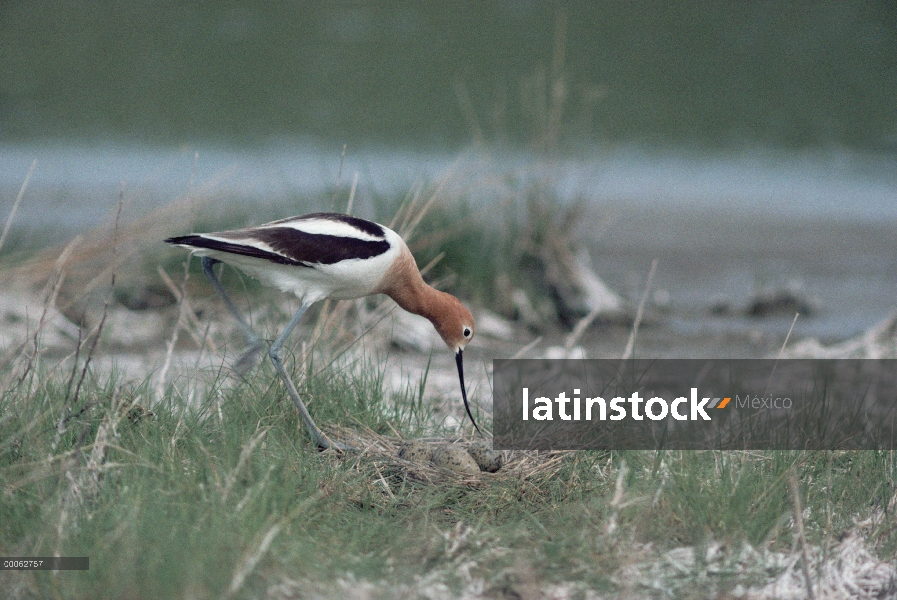 Avoceta americana (Recurvirostra americana) en la crianza de plumaje cuidando huevos en el nido en u