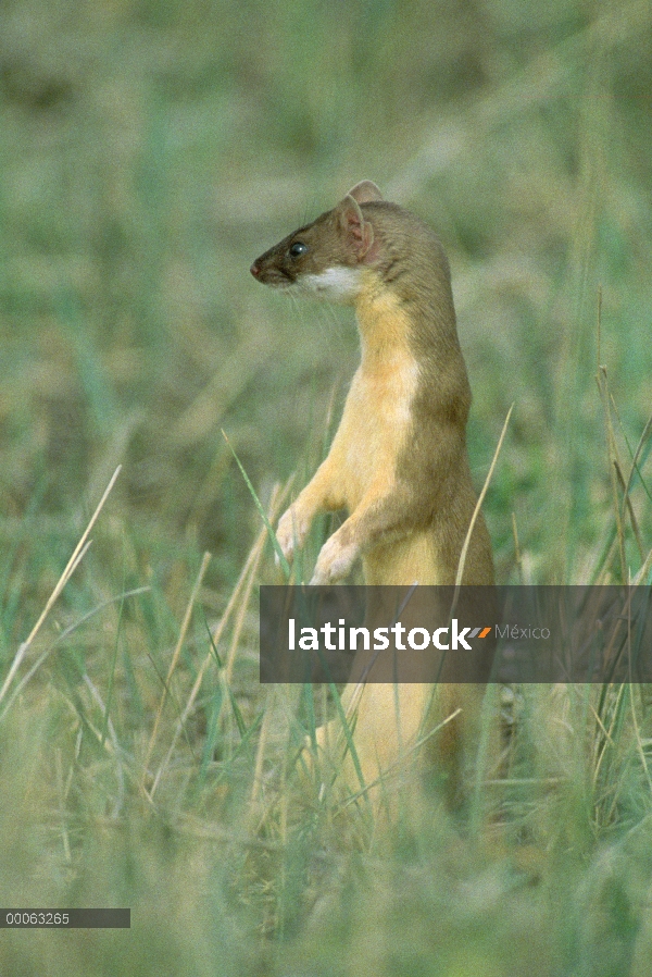 Comadreja de cola larga (Mustela frenata) de pie en la hierba alta, Dakota del sur