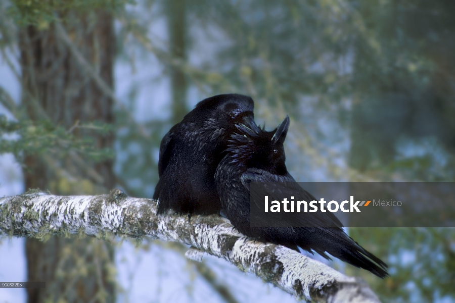 Común par de cuervo (Corvus corax) cortejar por acicalarse mutuamente, Minnesota